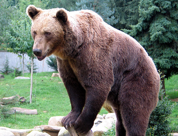 Braunbären sind eigentlich scheu, in manchen Gegenden Europas aber kommen sie bis in die Orte