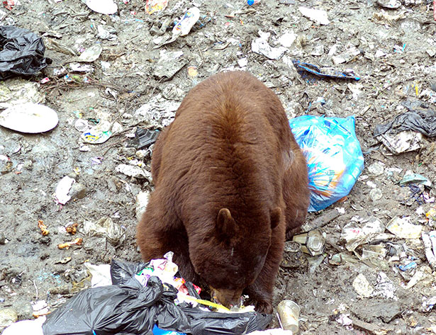 Müll macht Bären neugierig und bietet ihnen meist auch etwas Fressbares.