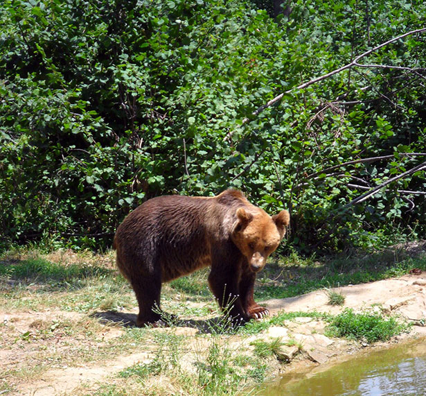 Waldkorridore erleichtern es Bären, auch außerhalb der Mülldeponien und Orte genügend Futter zu finden.