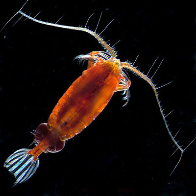 Zooplankton Valdiviella insignis