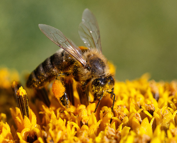 Kann der Mensch die Biene ersetzen?