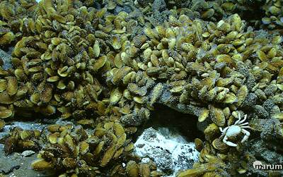 Muschelfelder um hydrothermale Quellen