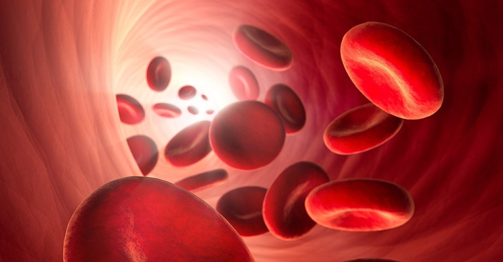Blut ist für unser Überleben unverzichtbar und erstaunlich schwer zu ersetzen. © peterschreibermedia/ iStock