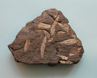 Fossile Abdrücke von Olivenblättern aus Santorin
