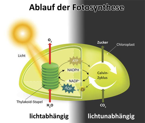 Fotosynthese Lichtabhängige Reaktion