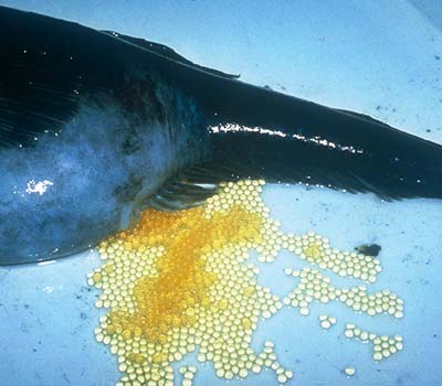 Die Eier des Scotia See Eisfisches haben einen Durchmesser von 4,5 mm