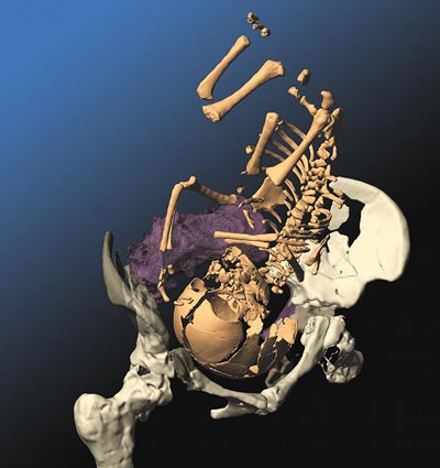 Virtuelle Rekonstruktion einer Neandertaler-Geburt