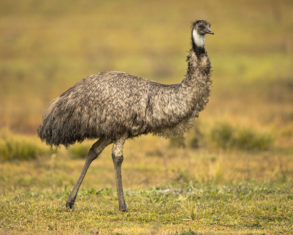 Die Flügel des Emus verkümmerten im Zuge regressiver Evolution. <span class="img-copyright">© JJ Harrison/ <a href="https://creativecommons.org/licenses/by-sa/4.0/deed.en">CC-by-sa 4.0</a></span>