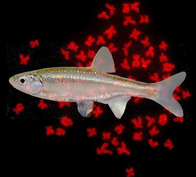 Der Fisch Squalius alburnoides und seine Chromosomen (rot)