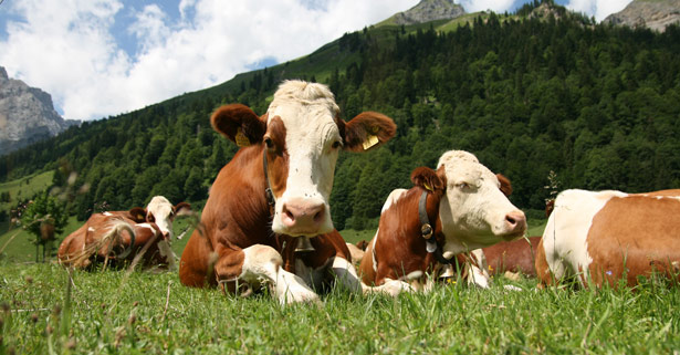 Für In-vitro-Fleisch müssen weniger Kühe gehalten werden.