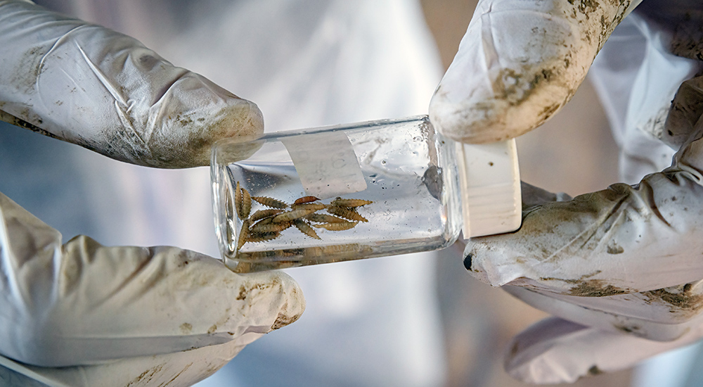 Diese Maden der Latrinenfliege sind wichtige Helfer in der forensischen Entomologie.© Roberto Schirdewahn/ RUB