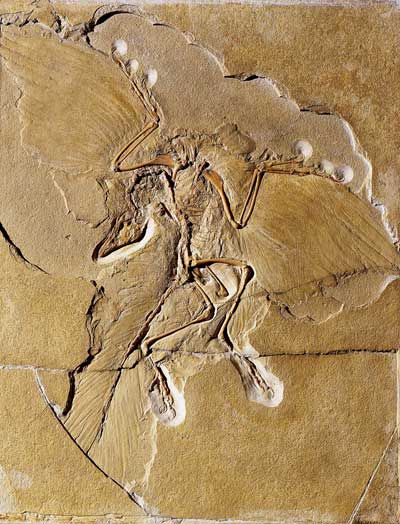 150 Millionen Jahre alte Archaeopteryx-Feder