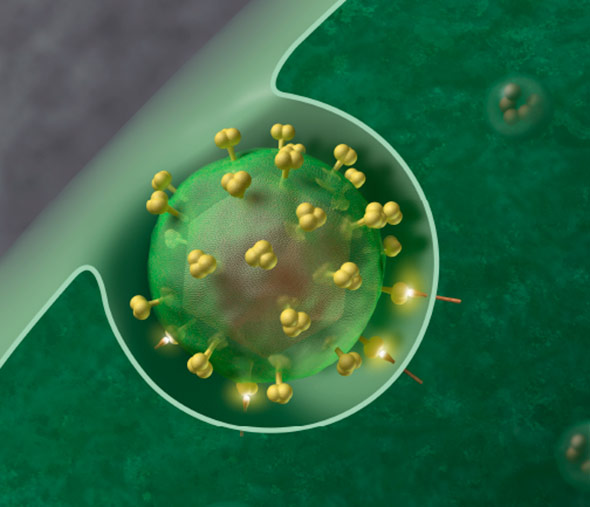 HI-Virus beim Eindringen in eine Zelle