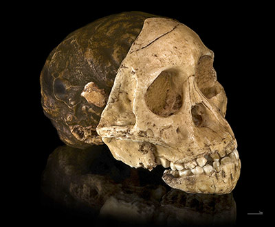 Schädelabguss vom Australopithecus africanus-Fossil "Kind von Taung"