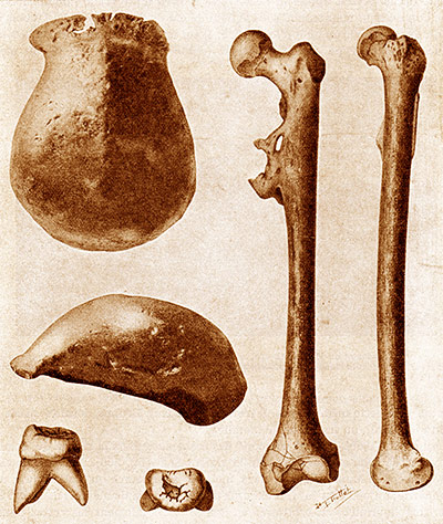 Zeichnung der Knochen des "Java-Mannes" (Homo erectus), entdeckt 1891 von Eugene Dubois.