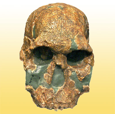 Schädel KNM-ER 1470 - Typexemplar des Homo rudolfensis