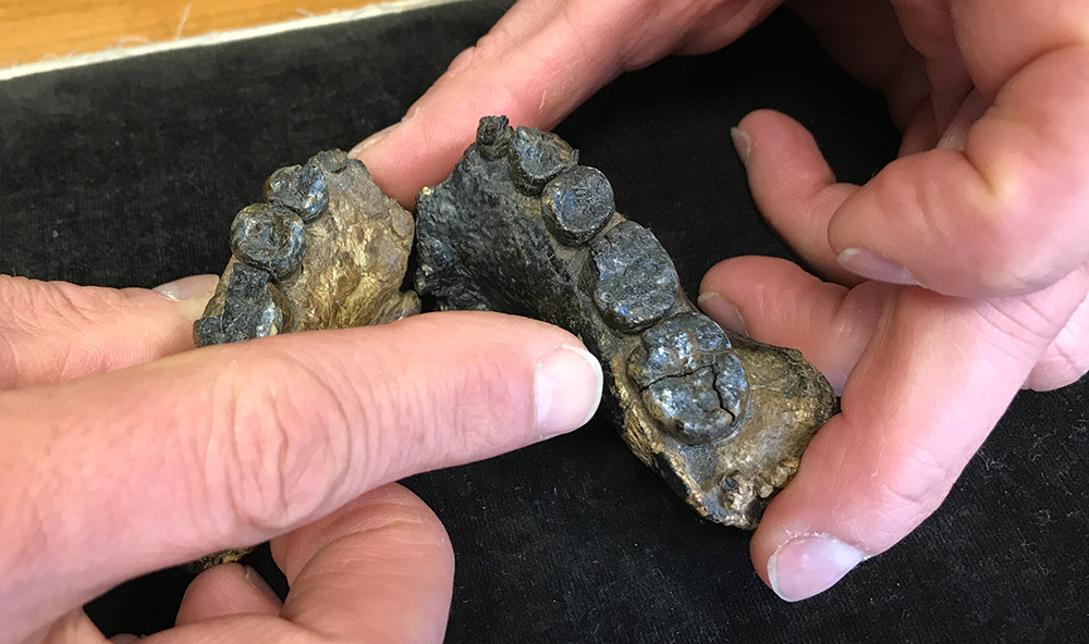 Diese beiden Unterkiefer-Stücke aus Malawi gehören zu den ältesten Fossilien der Gattung "Homo". © Markus Bernards