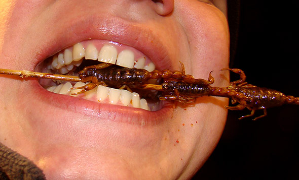 Mahlzeit! Gegrillter Skorpion ist in China eine begehrte Delikatesse.