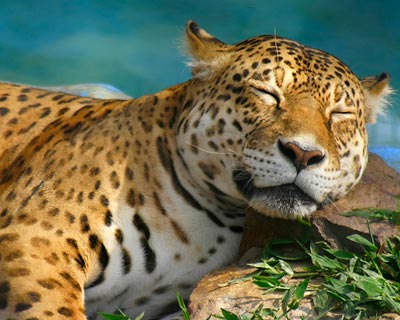 Leopard: Sein Fellmuster inspirierte Dschungelbuch-Autor Rudyard Kipling