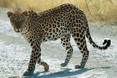 Leopard als Teil der „Big Five“