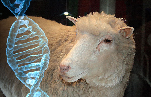 Klonschaf Dolly wurde vor 20 Jahren geboren – sie war das erste geklonte Säugetier.