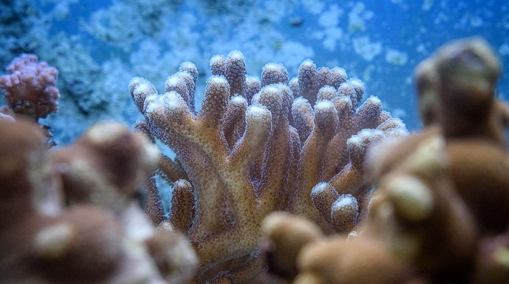 Welche Korallenarten können der Bleiche widerstehen? © Roberto Schirdewahn/ RUB