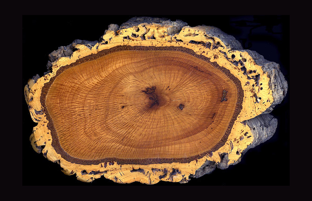 Dieser Querschnitt durch einen Baumstamm zeigt, wie die Borke und die Korkschicht die innere Schichten umschließen. <span class="img-copyright"> © Plantsurfer/gemeinfrei</span>