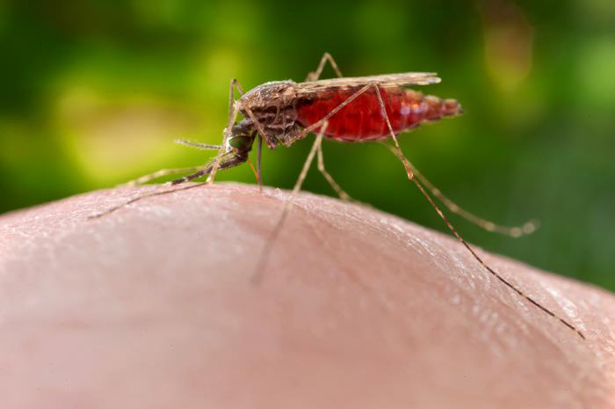 Mücken der Gattung Anopheles (hier: Anopheles merus) übertragen bei der Blutmahlzeit den Erreger der Malaria.