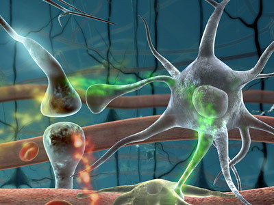 Verbindungen zwischen Nervenzellen -Synapsen - verändern sich, wenn Erinnerungen gespeichert werden.