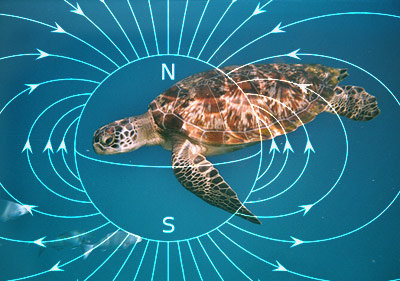 Auch einige Meeresschildkröten nutzen das Erdmagnetfeld zum Navigieren - aber wie?