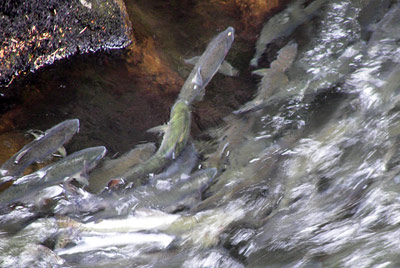Lachse schwimmen flussaufwärts um zu ihren Laichplätzen in Alaska zu gelangen