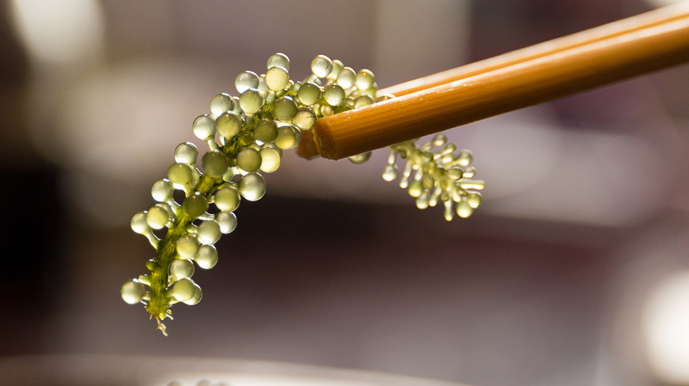Die Alge Caulerpa lentillifera gilt in Asien schon jetzt als "grüner Kaviar". © Bignai/ Getty images