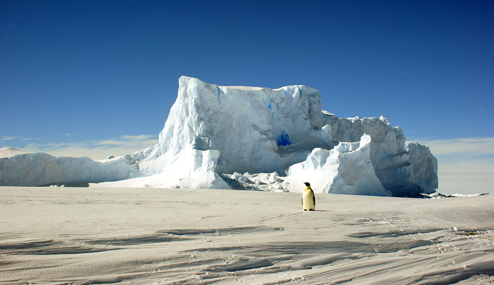 Die Antarktis ist der kälteste und lebensfeindlichste Kontinent, Mensch und Tier müssen hier mit Extrembedingungen klarkommen. © Christian Paulmann/ DWD