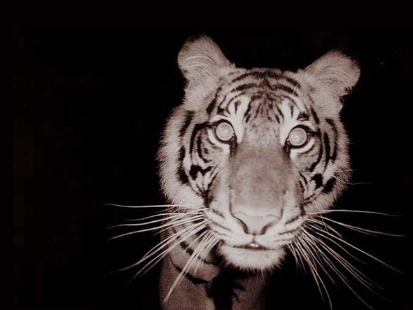 Ein Sumatra-Tiger - aufgenommen per Kamerafalle