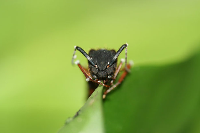 Fremdgesteuert: Bestimmte Parasiten können Ameisen zu willenlosen "Zombies" machen. © David Hughes/ Penn State