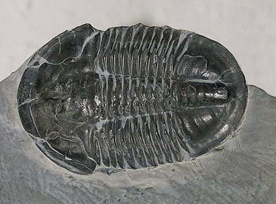 Lange ausgestorben: Trilobit