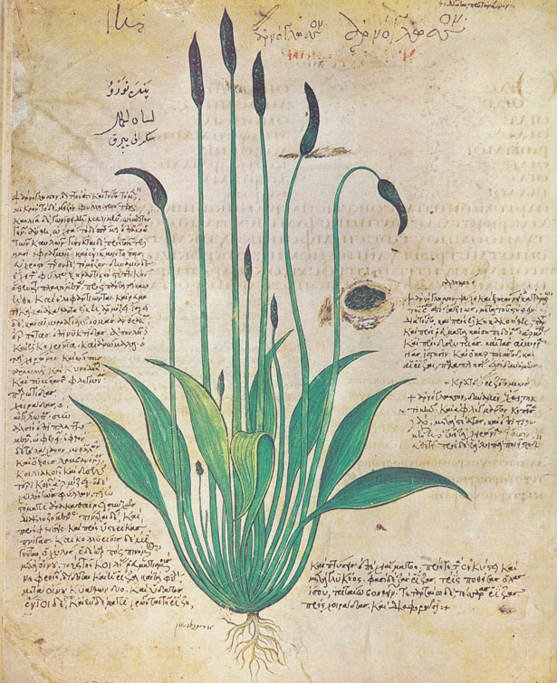 Pflanzenillustration aus dem Wiener Dioskurides