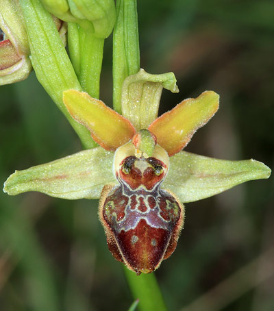 Die Blüte der Orchideenart Ophrys sphegodes ahmt das Aussehen eines Insekts nach