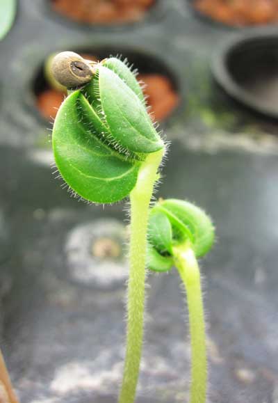 Junge Okra-Pflanze