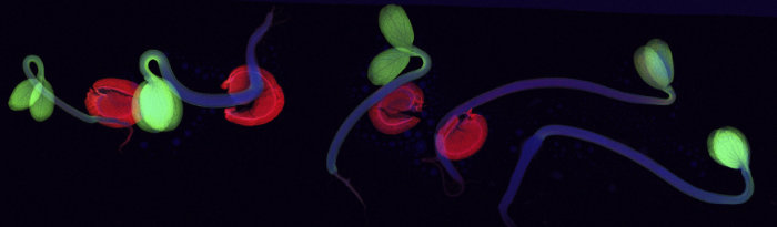 <span class="img-caption">Röntgenfluoreszenz-Aufnahme von Sämlingen des Hyperakkumulators Alyssum murale. In den grün gefärbten Bereichen ist Nickel angereichert.</span> <span class="img-copyright">© van der Ent et al. 2017/ New Phytologist</span>
