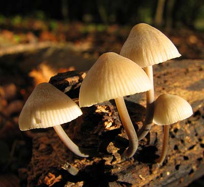 Pilze gibt es nahezu überall, nicht nur im Wald