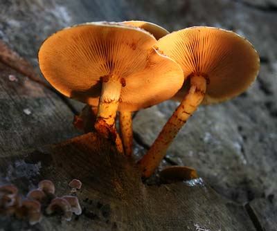 Gegen die zerstörerischen Enzyme der Pilze sind selbst die natürlichen Konservierungsmittel im Holz machtlos.