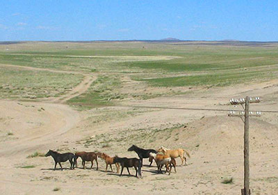 Hauspferde in der Gobi - da sie einer anderen Art angehören, sind Kreuzungen mit Przewalski-Pferden nicht erwünscht