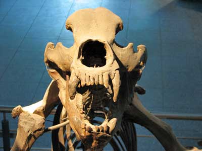 Skelett von Ursus spelaeus