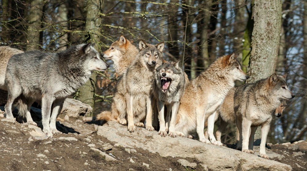 <span class="img-caption">Wolfsrudel: Die Raubtiere galten früher oft als menschenfressende Bestien.</span> <span class="img-copyright">© Andyworks/ istock</span>
