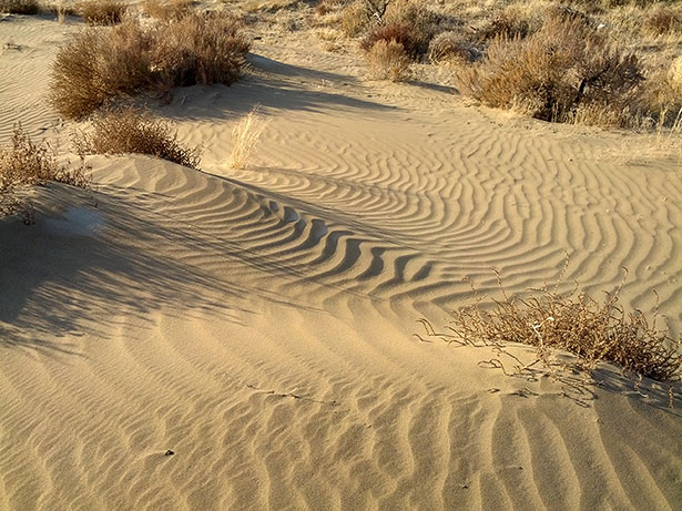 Sanddünen sind faszinierende Bauwerke der Natur - für Küsten sind sie zudem wichtige Schutzwälle.