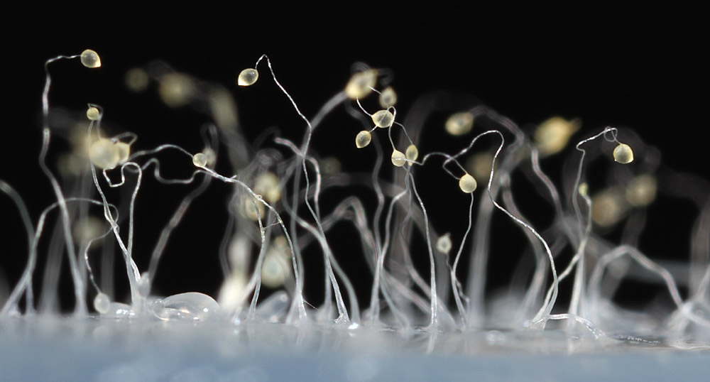 Fruchtkörper des Schleimpilzes Dictyostelium discoideum. © Usman Bashir/ Washington University, <a href="https://creativecommons.org/licenses/by-sa/4.0/deed.de">CC-by-sa 4.0</a>