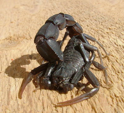 Der Nordafrikanische Dickschwanzskorpion Androctonus in Angriffsstellung