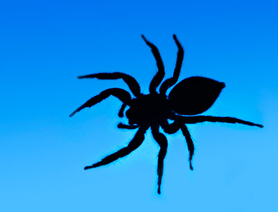 Für viele ein Angstobjekt: Spinne