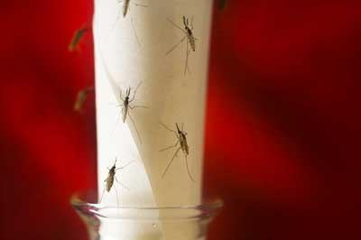 Stechmücken im Labor